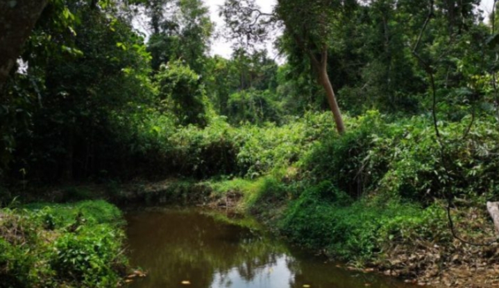Hutan Lindung Sungai Wain/(Borneo)