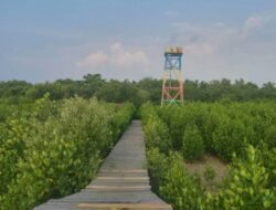 Hutan Mangrove Setapuk: Menikmati Keindahan Alam di Singkawang, Kalimantan Barat