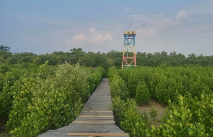 Hutan Mangrove Setapuk/(celebesborneo)