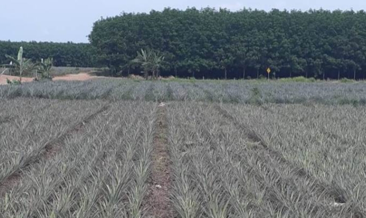 Agrowisata Nanas/(celebesborneo)
