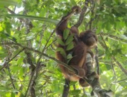 Menjelajahi Keajaiban Alam: Taman Nasional Bukit Raya di Palangkaraya, Kalimantan Tengah