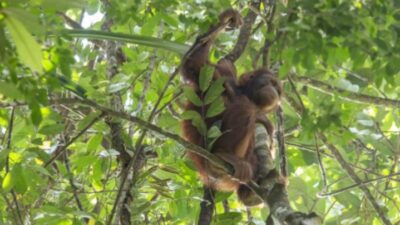 Menjelajahi Keajaiban Alam: Taman Nasional Bukit Raya di Palangkaraya, Kalimantan Tengah