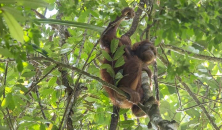 Taman Nasional Bukit Raya/(celebesborneo)