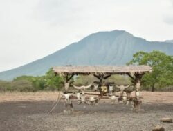 Taman Nasional Baluran: Pesona Savana Menakjubkan di Banyuwangi, Jawa Timur