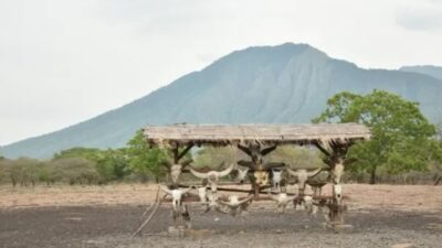 Taman Nasional Baluran: Pesona Savana Menakjubkan di Banyuwangi, Jawa Timur