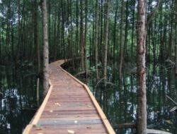 Taman Nasional Kutai di Bontang, Kalimantan Timur: Keajaiban Alam yang Wajib Dikunjungi