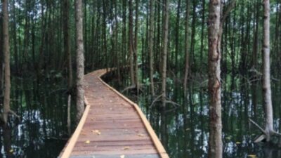 Taman Nasional Kutai di Bontang, Kalimantan Timur: Keajaiban Alam yang Wajib Dikunjungi