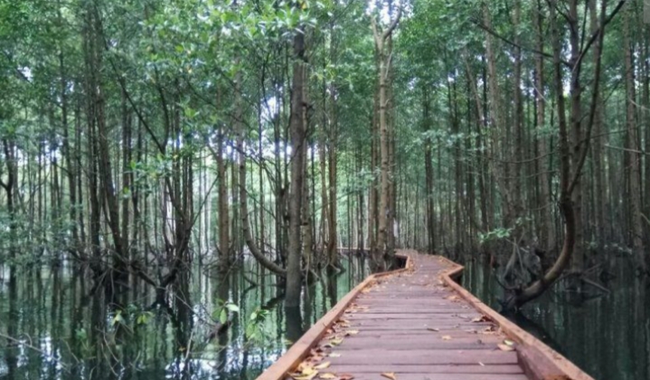 Bontang Mangrove Park