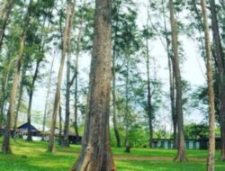 Hutan Pinus Samboja, Bontang, Kalimantan Timur: Tempat Wisata Must-Visit untuk Rekreasimu