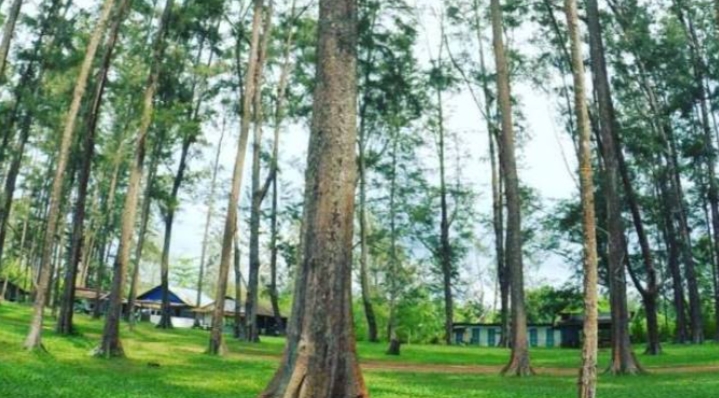 Hutan Pinus Samboja