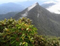 Gunung Halau-Halau, Barabai, Kalimantan Selatan: Petualangan Alam yang Memikat