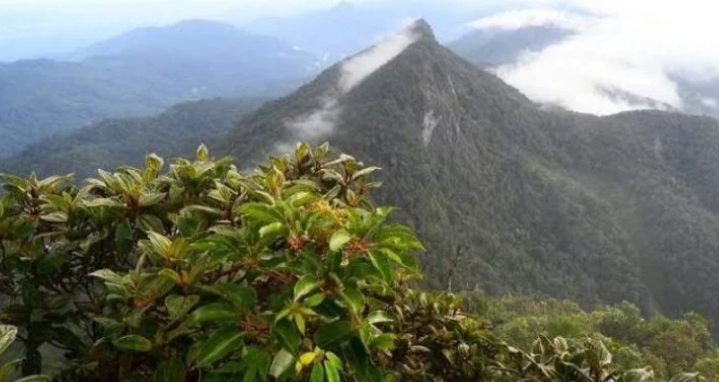 Gunung Halau-Halau/(celebesborneo)