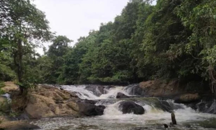 Lok Laga/(celebesborneo)