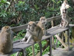 Menyelami Keindahan Pulau Kembang di Tengah Sungai Barito