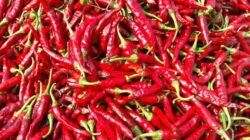 Harga cabai rawit merah mengalami lonjakan/(Pikabay)