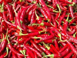 Terjangkau dan Nyaman, Harga Cabai Rawit Merah naik Tinggi