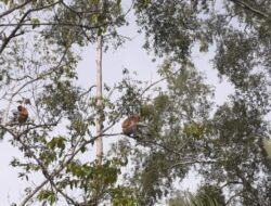 Pesona Alam di Wisata Bekantan Sungai Hitam Lestari, Kutai Kartanegara