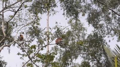 Pesona Alam di Wisata Bekantan Sungai Hitam Lestari, Kutai Kartanegara