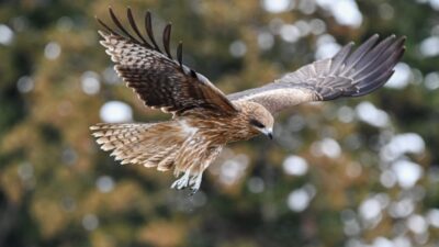 burung raptor/(Pixabay)