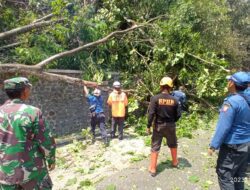 Bahayakan Pengguna Jalan, BPBD Sumedang Pangkas Pohon di Jalur Cadas Pangeran