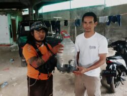 Penemuan Ular Kobra Jawa Gegerkan Warga Desa Cilayung Sumedang