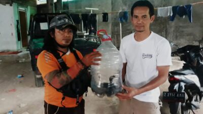 Penemuan Ular Kobra Jawa Gegerkan Warga Desa Cilayung Sumedang