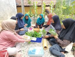 Petani Binaan SITH ITB dan UIN, Panen Perdana Sayuran Hidroponik di Rancakalong Sumedang