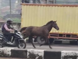 Kuda Pacu Kabur ke Jalan Raya di Sumedang, Tabrak Pemotor Hingga Korban Terjatuh dan Ringsek