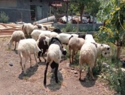 Petani dan Buruh Tani Tembakau di Sumedang Akan Diberi Bantuan Hewan Ternak
