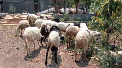 Petani dan Buruh Tani Tembakau di Sumedang Akan Diberi Bantuan Hewan Ternak