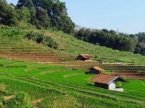 Potensi Pertanian Sumedang