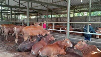 Jelang Idul Adha, Pedagang Sapi Kurban Sudah Mulai Jajakan Dagangannya