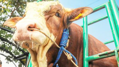 Sapi Kurban Jokowi Tahun 2024