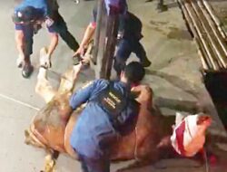 Sapi Kurban Lepas Hingga Masuk Parit, Tim Rescue Damkar Turun Tangan
