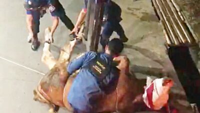Sapi Kurban Lepas Hingga Masuk Parit, Tim Rescue Damkar Turun Tangan