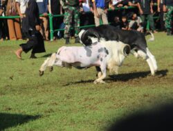 Sumedang Bergemuruh: Adu Domba Garut Piala Dandim 0610/Sumedang Hidupkan Ekonomi dan Lestarikan Budaya
