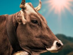 12 Sapi Kurban dari PAN Sumedang untuk Pererat Silaturahmi dan Solidaritas di Idul Adha