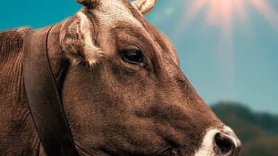 Sapi Kurban dari PAN Sumedang