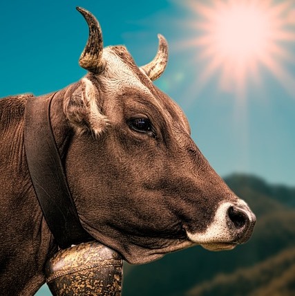 Sapi Kurban dari PAN Sumedang