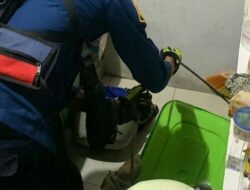 Musang Liar Ngamuk di Perumahan, Damkar Bergegas Lakukan Evakuasi