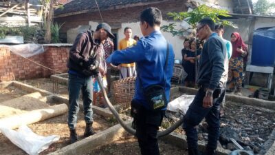 Bikin Resah Warga, Ular King Kobra Sepanjang 3 Meter Dievakuasi Damkar Sumedang