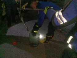 Dua Ular Kobra Jawa Dievakuasi Damkar Sumedang dalam Sehari, Satu Masuk Saluran Air Rumah Warga
