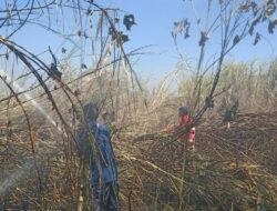 Warga Bakar Semak, Lahan di Pinggir Jalan Tol Cisumdawu Sumedang Terbakar