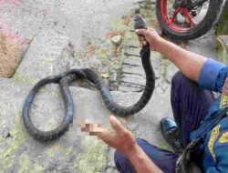 Ular King Kobra Masuk Dapur Rumah Warga di Sumedang, Damkar Evakuasi