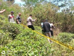 Sesosok Mayat Ditemukan Tergeletak di Perkebunan Teh Margawindu Sumedang