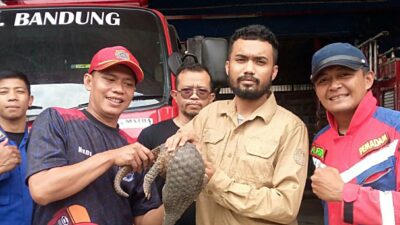 Damkar Evakuasi Trenggiling yang Nyasar ke Pabrik Tekstil di Baleendah