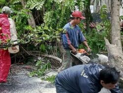 Peralihan Musim, Ancaman Pohon Tumbang Intai Bandung