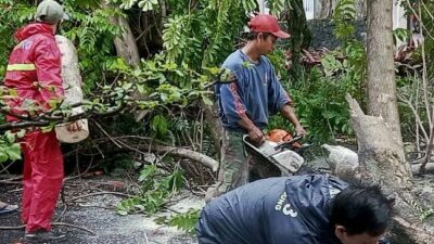 Peralihan Musim, Ancaman Pohon Tumbang Intai Bandung