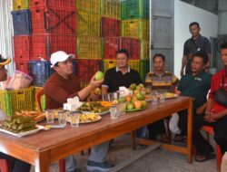 Pj Bupati Sumedang Tinjau Sentra Buah Mangga Gedong Gincu di Jatigede