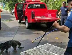 Gercep! Damkar Evakuasi Hewan Langka Binturong yang Masuk Permukiman